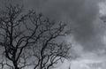 Silhouette dead tree on dark dramatic sky and gray clouds. Dark sky and dead tree background for Halloween day. Dead tree branches Royalty Free Stock Photo