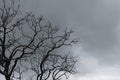 Silhouette dead tree on dark dramatic sky and gray clouds. Dark sky and dead tree background for Halloween day. Dead tree branches Royalty Free Stock Photo
