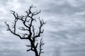 Silhouette dead tree on dark dramatic sky and white clouds background for death and peace. Halloween day background. Despair and Royalty Free Stock Photo