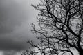 Silhouette dead tree on dark dramatic sky and white clouds background for death and peace. Halloween day background. Despair and Royalty Free Stock Photo