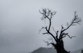 Silhouette dead tree on dark dramatic sky and white clouds background for death and peace. Halloween day background. Despair and Royalty Free Stock Photo