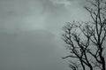 Silhouette dead tree on dark dramatic sky and white clouds background for a peaceful death. Despair and hopeless concept. Sad of Royalty Free Stock Photo