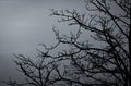 Silhouette dead tree on dark dramatic sky and white clouds background for peaceful death. Despair and hopeless concept. Sad of Royalty Free Stock Photo