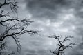 Silhouette dead tree on dark dramatic sky and white clouds background for peaceful death. Despair and hopeless concept. Sad of Royalty Free Stock Photo