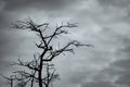 Silhouette dead tree on dark dramatic sky and white clouds background for peaceful death. Despair and hopeless concept. Sad of Royalty Free Stock Photo