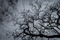 Silhouette dead tree on dark dramatic sky and white clouds background for peaceful death. Despair and hopeless concept. Sad of Royalty Free Stock Photo