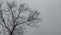 Silhouette dead tree on dark dramatic sky and white clouds background for a peaceful death. Despair and hopeless concept. Sad of Royalty Free Stock Photo