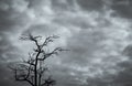 Silhouette dead tree on dark dramatic sky and white clouds background for peaceful death. Stormy sky on drought land. Sad of