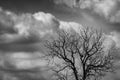Silhouette dead tree on dark dramatic sky and white clouds background for scary or death. Halloween night. Hopeless, despair,sad Royalty Free Stock Photo