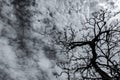 Silhouette dead tree on dark dramatic sky and white clouds. Death, lament, sad, grief, hopeless, and despair concept. Halloween