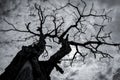 Silhouette dead tree on dark dramatic sky and white clouds. Death, lament, sad, grief, hopeless, and despair concept. Halloween