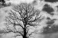 Silhouette dead tree  on dark grey sky and white clouds background for  scary, death, and peace concept. Halloween day background Royalty Free Stock Photo