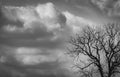 Silhouette dead tree  on dark grey sky and white clouds background for  scary, death, and peace concept. Halloween day background. Royalty Free Stock Photo