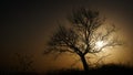 Silhouette of a dead tree on the field at sunset, backlighting shot Royalty Free Stock Photo