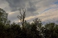 Silhouette of a dead tree in the forest on a cloudy sky Royalty Free Stock Photo