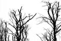 Silhouette dead tree isolated on clear white sky background for Royalty Free Stock Photo