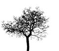 Silhouette dead tree isolated on white background for scary or death with clipping pat Royalty Free Stock Photo