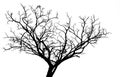 Silhouette dead tree isolated on white background Royalty Free Stock Photo