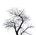 Silhouette dead tree isolated on white background for scary or death with clipping path. Royalty Free Stock Photo