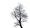 Silhouette dead tree isolated on white background for scary or death with clipping path. Royalty Free Stock Photo