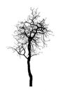 Silhouette dead tree isolated on white background Royalty Free Stock Photo