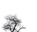 Silhouette dead tree isolated on white background Royalty Free Stock Photo