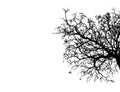 Silhouette dead tree isolated on white background Royalty Free Stock Photo