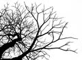 Silhouette dead tree isolated on white background Royalty Free Stock Photo