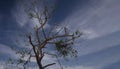 Silhouette of dead tree without leaves with the dark sky.A dried up tree in focus with blue sky behind during winter Royalty Free Stock Photo