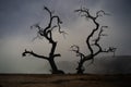 Silhouette dead tree at night for Halloween Royalty Free Stock Photo