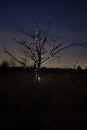 Silhouette of a dead tree at night Royalty Free Stock Photo