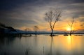 Silhouette of dead tree