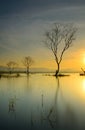 Silhouette of dead tree