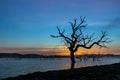 Silhouette of a dead tree in a reflective lake during a sunset in fall Royalty Free Stock Photo