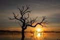 Silhouette of a dead tree in a reflective lake during sunset in fall Royalty Free Stock Photo