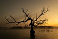 Silhouette of a dead tree in a reflective lake during sunset in fall Royalty Free Stock Photo