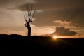 silhouette of a dead tree in a rice field at sunset Royalty Free Stock Photo