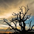 Silhouette dead tree at sunset Royalty Free Stock Photo