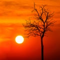 Silhouette dead tree at sunset Royalty Free Stock Photo