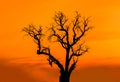 Silhouette dead tree on the sunset