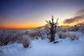 Silhouette of dead trees, beautiful Landscape at sunrise on Deogyusan National Park in winter, Korea. Royalty Free Stock Photo