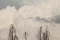 Silhouette dead trees on gray sky clouds background and a bird in autumn season time Royalty Free Stock Photo
