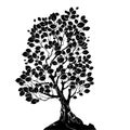 Silhouette of a deciduous tree Royalty Free Stock Photo