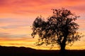 Silhouette of a deciduous tree before evening sky Royalty Free Stock Photo