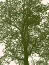 Silhouette of deciduous tree in spring Royalty Free Stock Photo