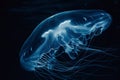 The silhouette of a deep-sea jellyfish, its translucent body pulsing gracefully