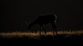 Silhouette of a deer in the grass on a black background. Royalty Free Stock Photo