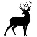 Silhouette of a deer. A horned beast from the forest