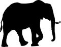 Silhouette of a desert elephant