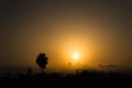 Silhouette of a desert landscape with a palm tree against the sun at sunset, dark orange background Royalty Free Stock Photo